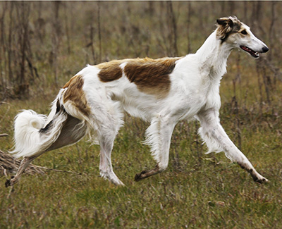 Top Open Field Courser 2013